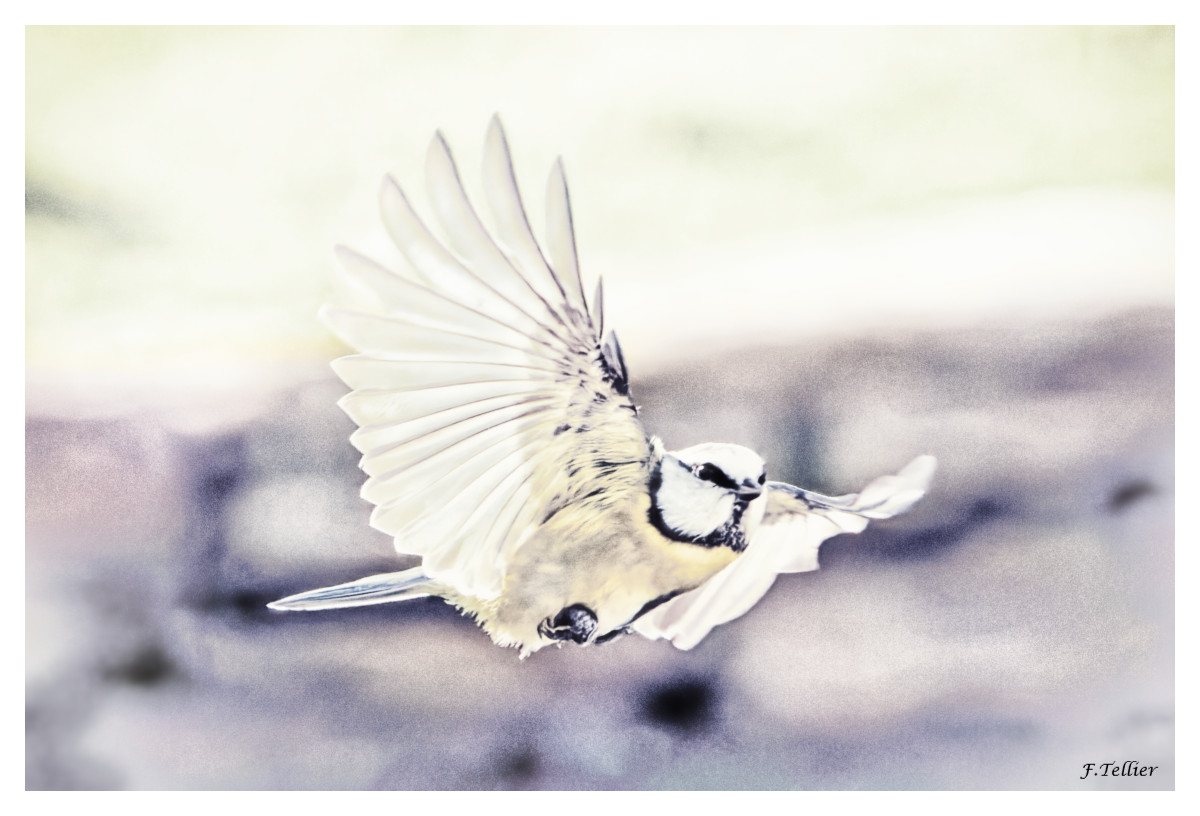 OISEAU
